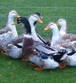 Silver Appleyard Ducks For Sale