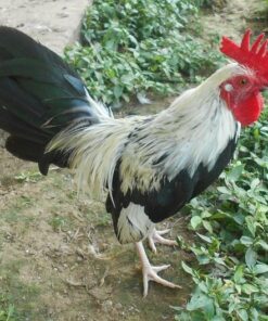 Silver Duckwing Old English Game Bantam