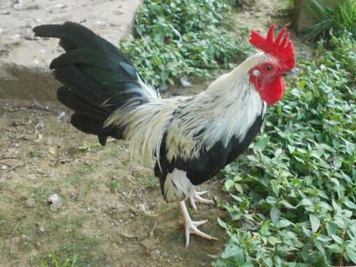 Silver Duckwing Old English Game Bantam