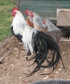 Silver Duckwing Phoenix Bantam