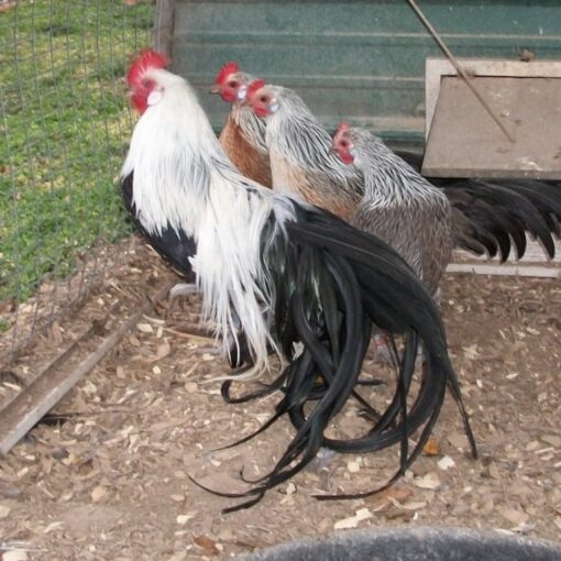 Silver Duckwing Phoenix Bantam