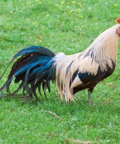Silver Duckwing Phoenix Standard Chicken