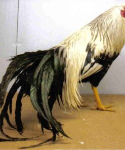 Silver Duckwing Yokohama Chicken