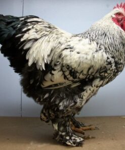 Silver Laced Cochin Standard Chicken