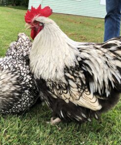 Silver Laced English Orpington Chicken