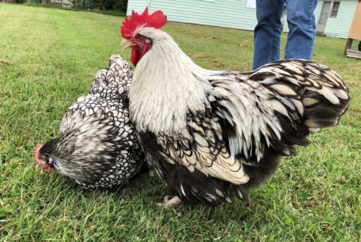 Silver Laced English Orpington Chicken