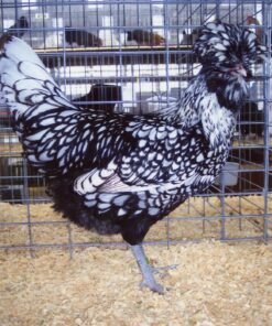 Silver Laced Polish Chicken