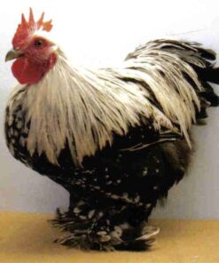 Silver Penciled Cochin Bantam