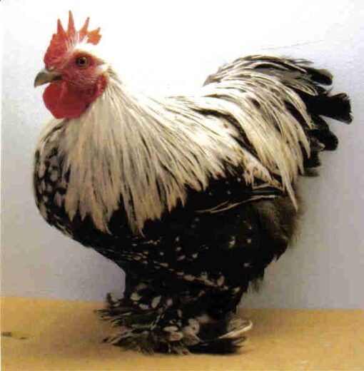 Silver Penciled Cochin Bantam