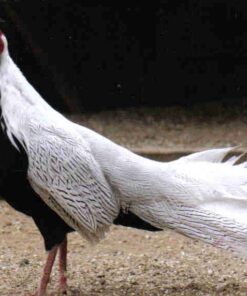 Silver Pheasants Pair