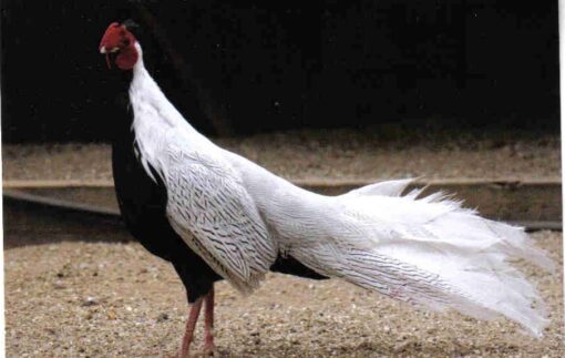 Silver Pheasants Pair