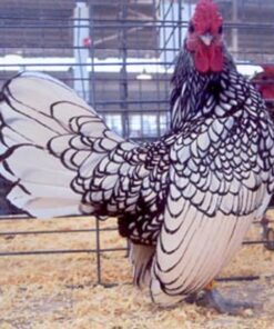 Silver Sebright Bantam