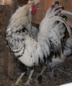 Silver Spangled Appenzeller Spitzhauben Chicken