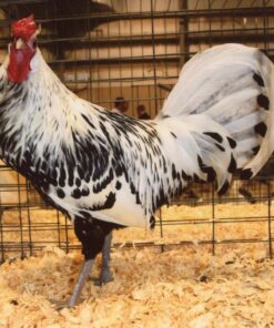 Silver Spangled Hamburg Chicken