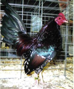 Spangled Old English Game Bantam