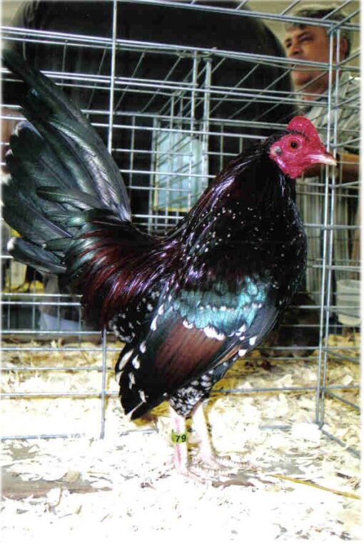 Spangled Old English Game Bantam