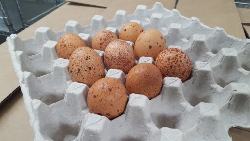 Speckled Egger™