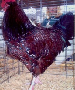 Speckled Sussex Chicken