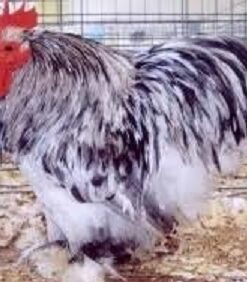 Splash Cochin Bantam