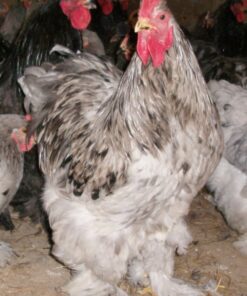 Splash Cochin Standard Chicken