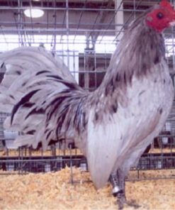 Splash Old English Game Bantam