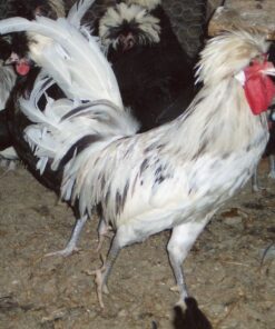Splash Polish Chicken