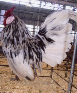 Splash Rosecomb Bantam