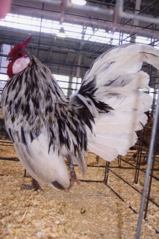 Splash Rosecomb Bantam