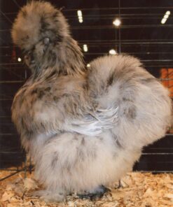Splash Silkie Bantam