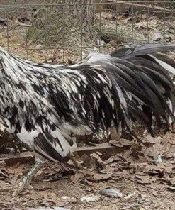 Splash Sumatra Chicken