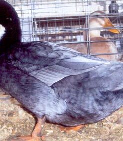 Splash Swedish Duck