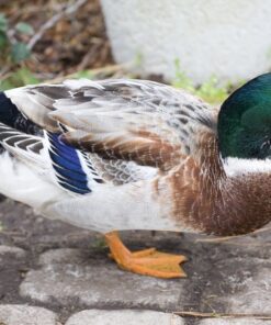 Welsh Harlequin Ducks For Sale