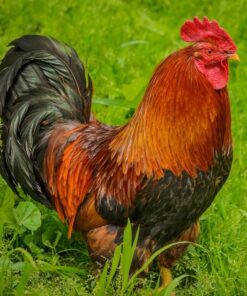 Welsummer Chicken