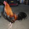Wheaten Cubalaya Bantam