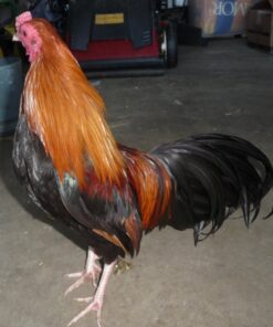 Wheaten Cubalaya Bantam