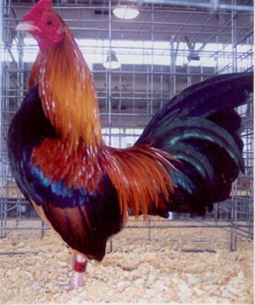 Wheaten Old English Game Bantam