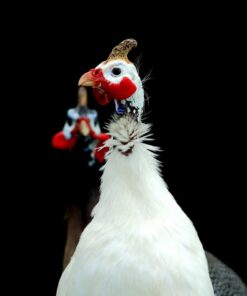 White African Guinea Fowl