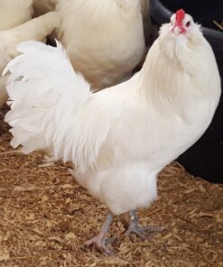 White Ameraucanas Chicken