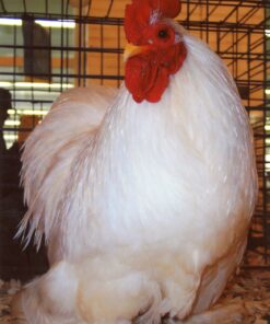 White Cochin Bantam