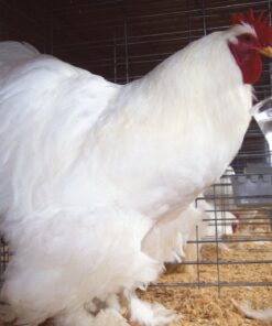 White Cochin Standard Chicken