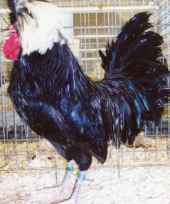 White Crested Black Polish Chicken