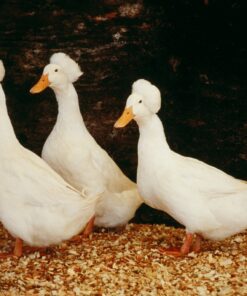 White Crested Ducks For Sale