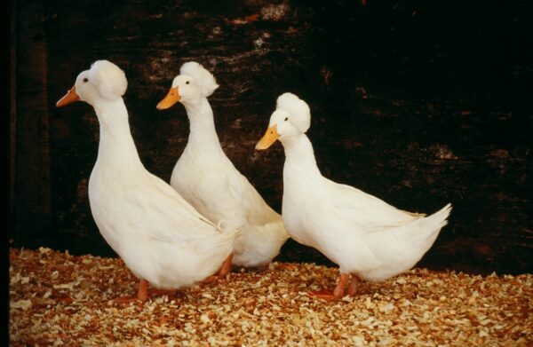 White Crested Ducks For Sale