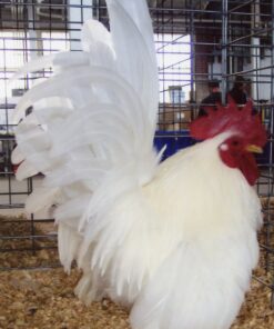 White Japanese Bantam