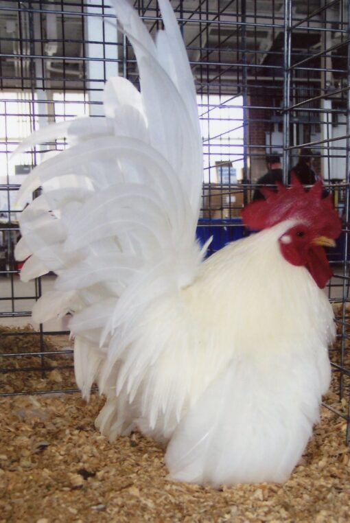 White Japanese Bantam