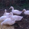 White Layer Duck For Sale