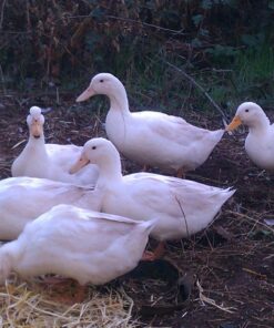 White Layer Duck For Sale
