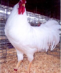 White Leghorn Chicken