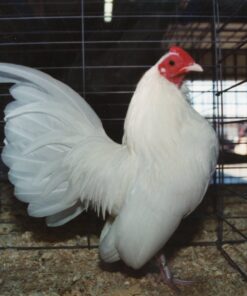 White Old English Game Bantam
