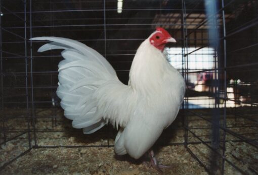 White Old English Game Bantam